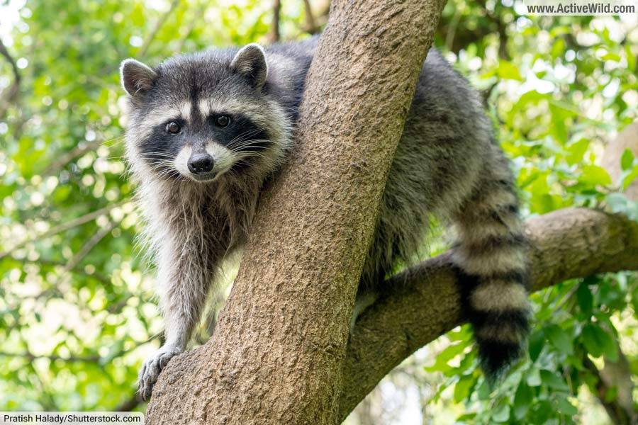 Raccoon