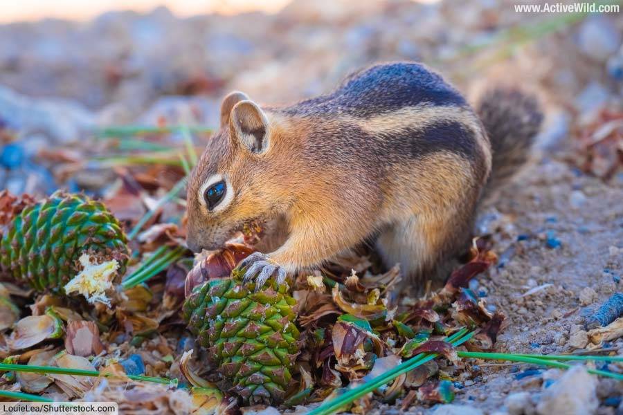 Uinta chipmunk - a herbivore eating cones