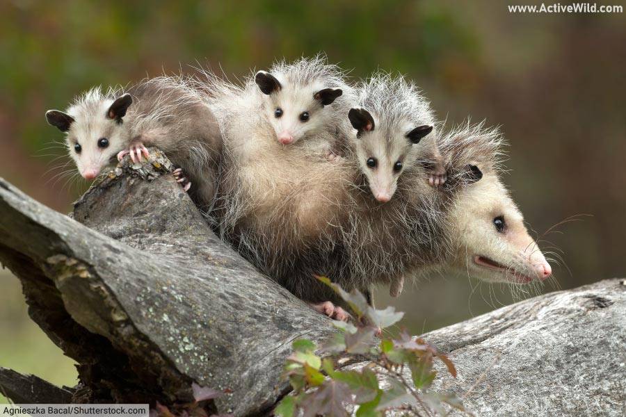 Virginia Opossum