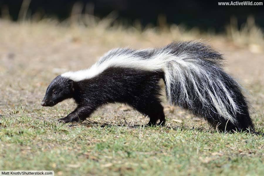 Western Striped Skunk