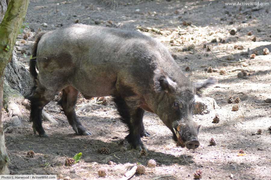 Wild Boar