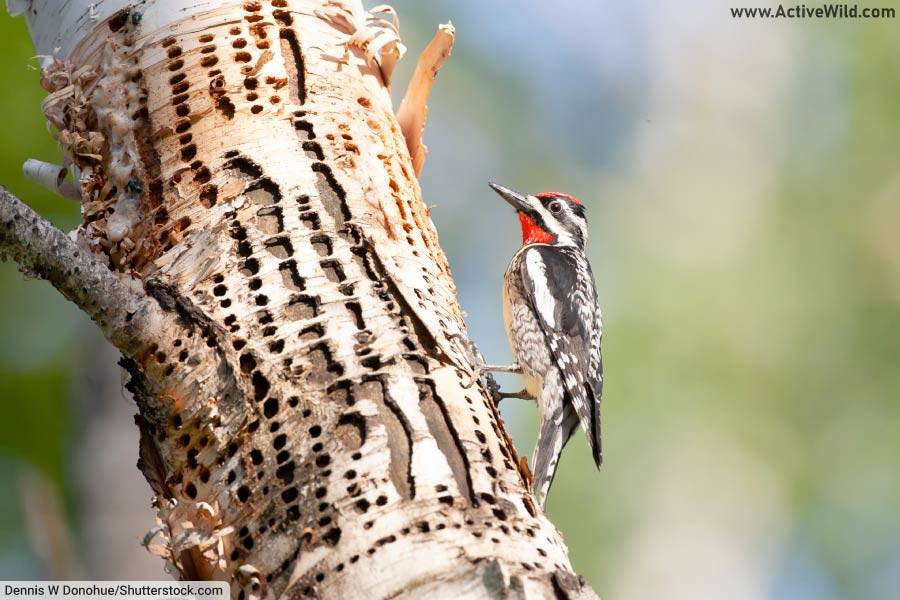 Yellow-Bellied Sapsucker