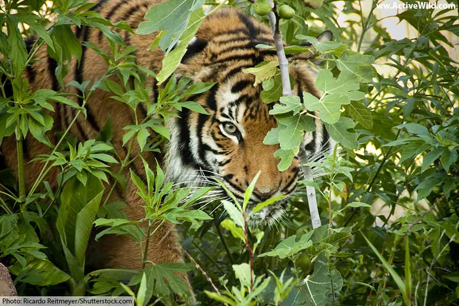 tiger in jungle