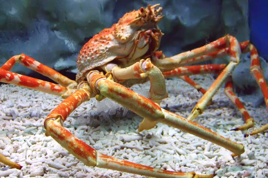 Japanese spider crab - the largest crustacean