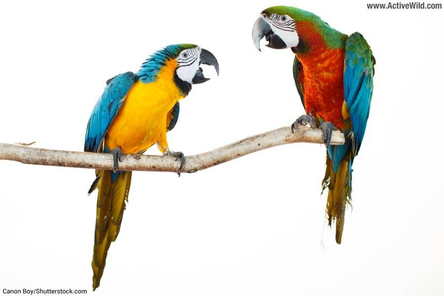 Macaws Parrots