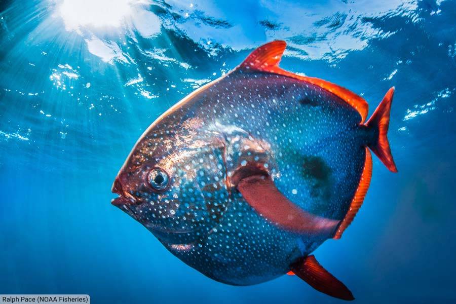 Opah Moonfish