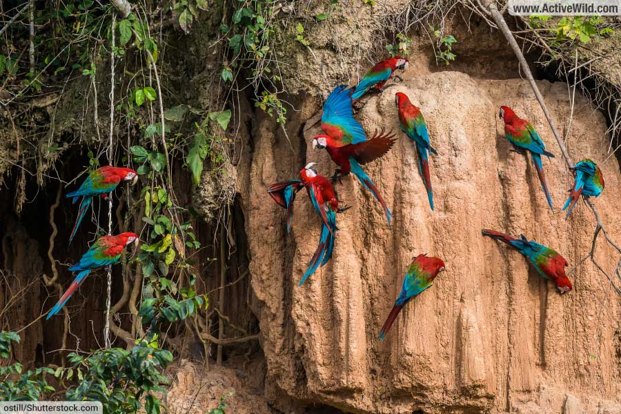 Parrots In The Wild