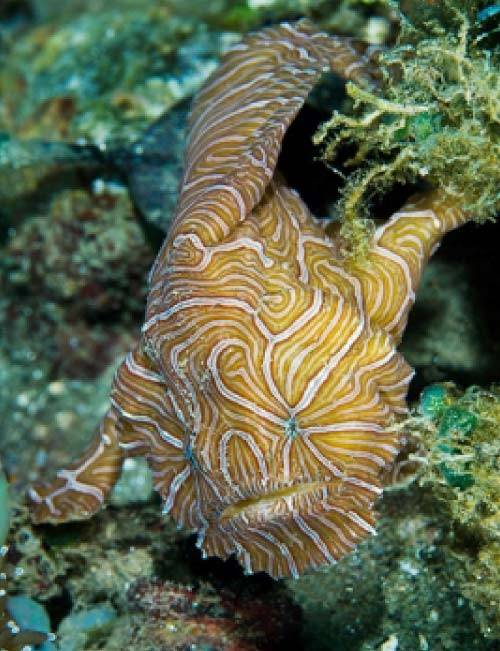 Weird Fish List With Pictures Facts The World s Weirdest Fish Weird Fish List With Pictures Facts The World s Weirdest Fish