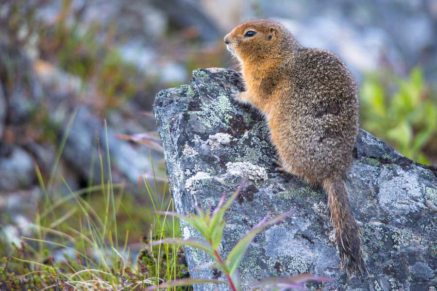 Arctic ground squirrel on rock