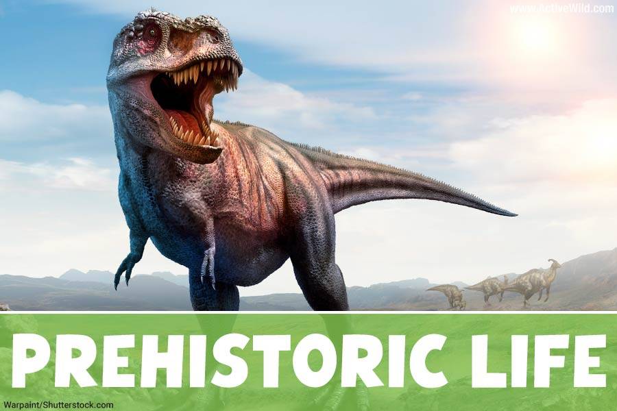 Explore Prehistoric Life
