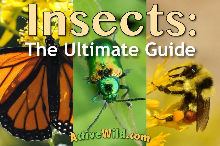 Insects Guide