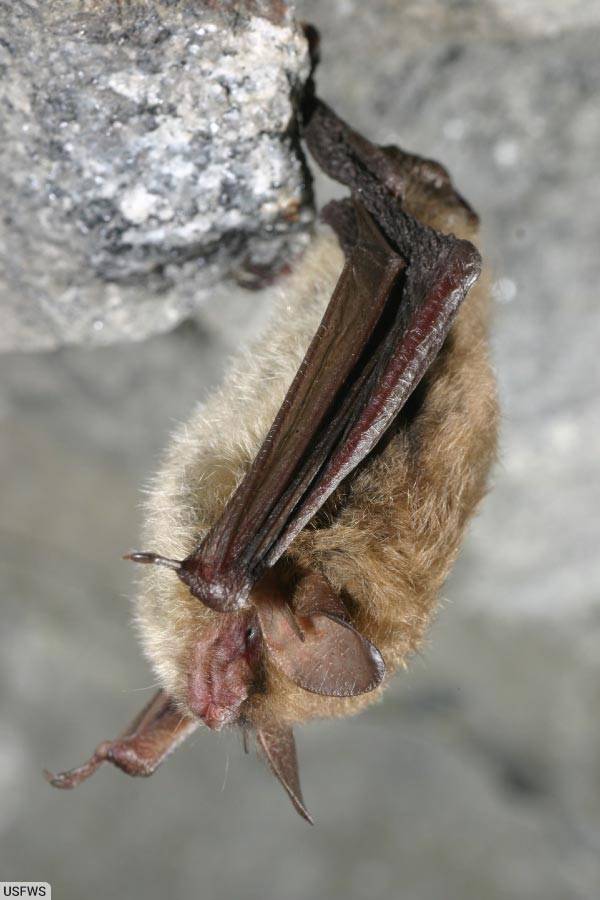Northern Long Eared Bat