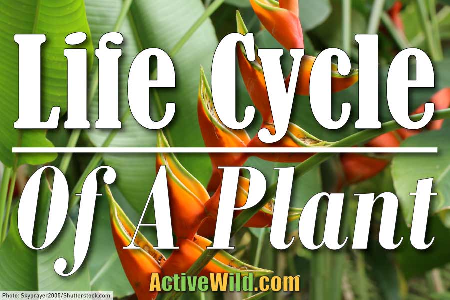 The Life Cycle Of A Plant