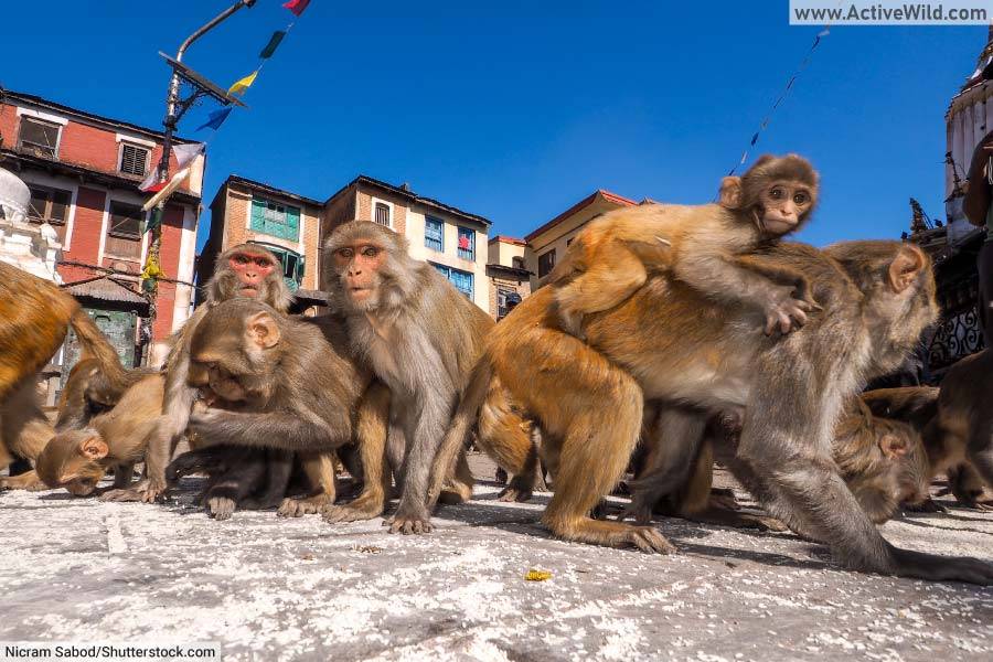 Rhesus Macaques in city