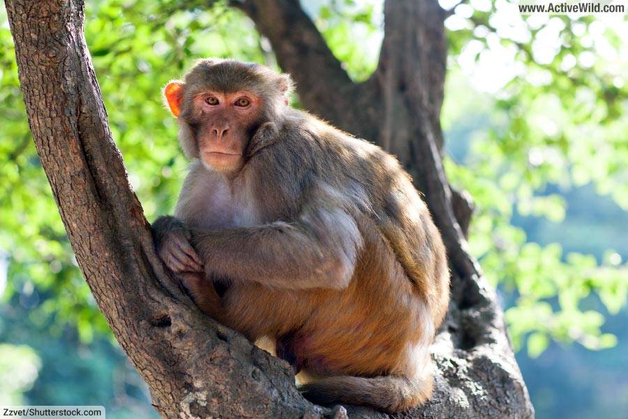 Rhesus macaque in Nepal