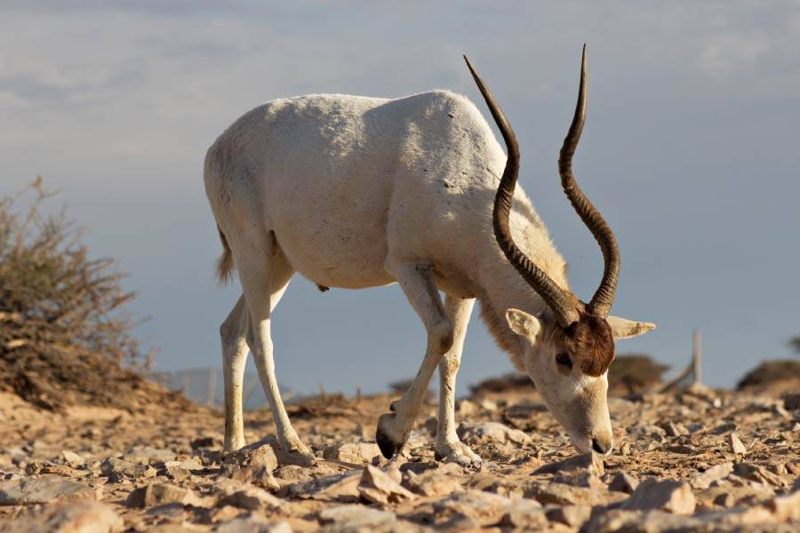 addax desert antelope