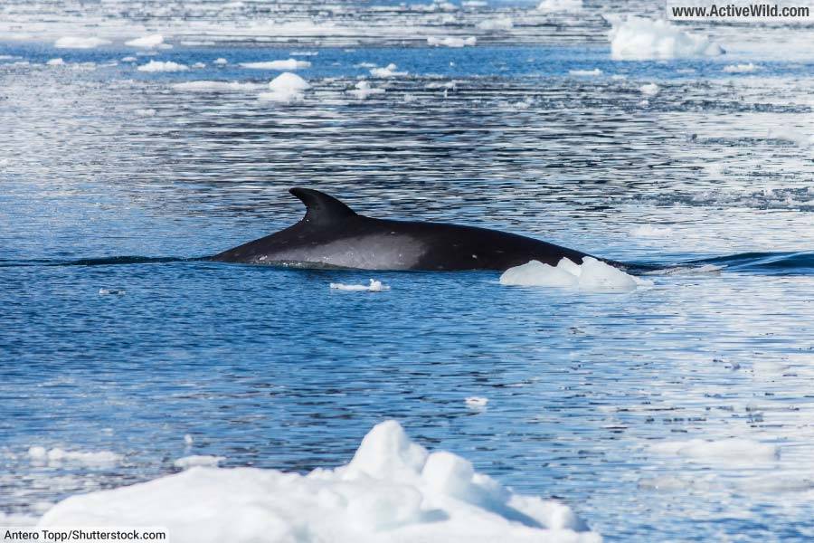 Antarctic Minke Whale