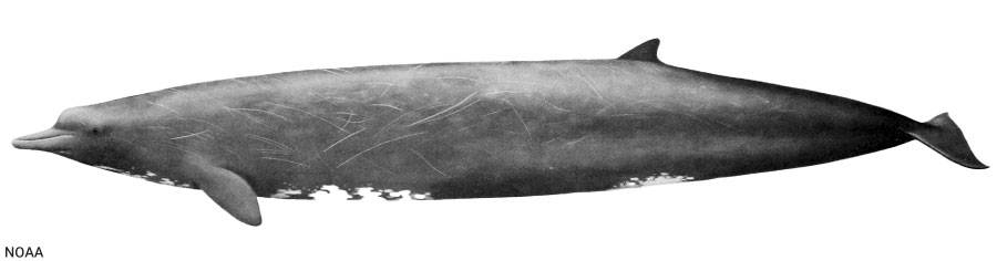 Beaked whale