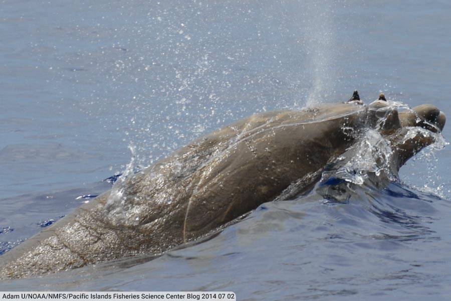 Blainvilles Beaked Whale