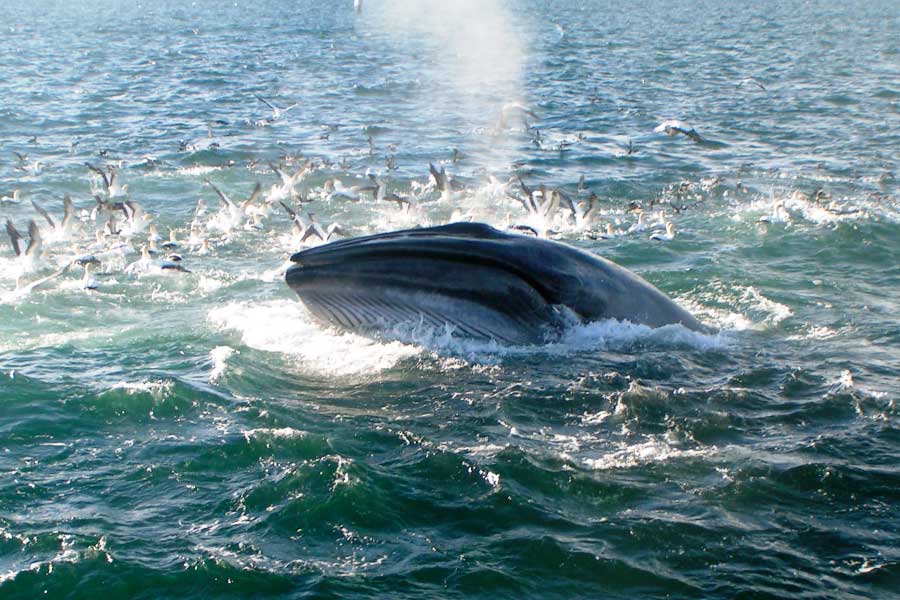 Bryde's Whale in New Zealand
