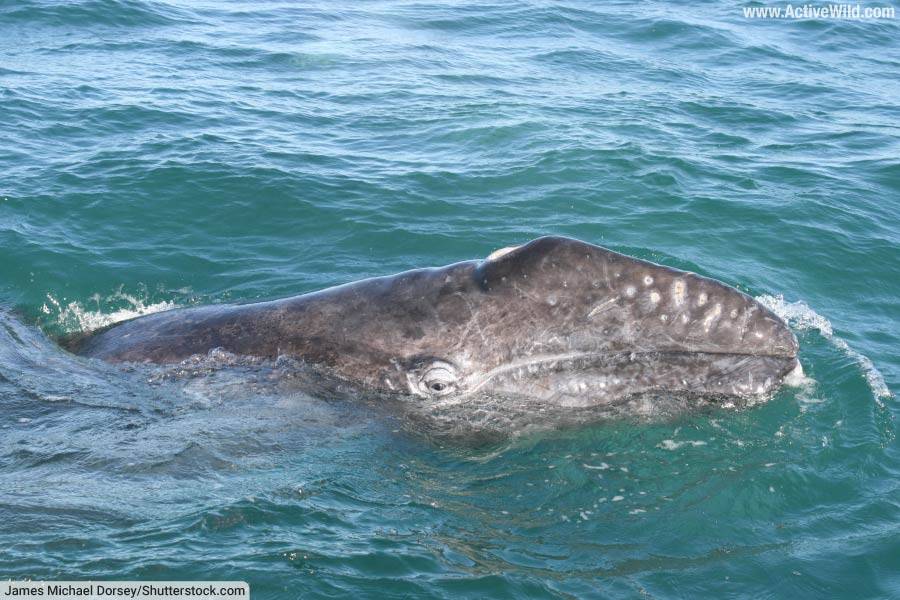 Gray Whale Head