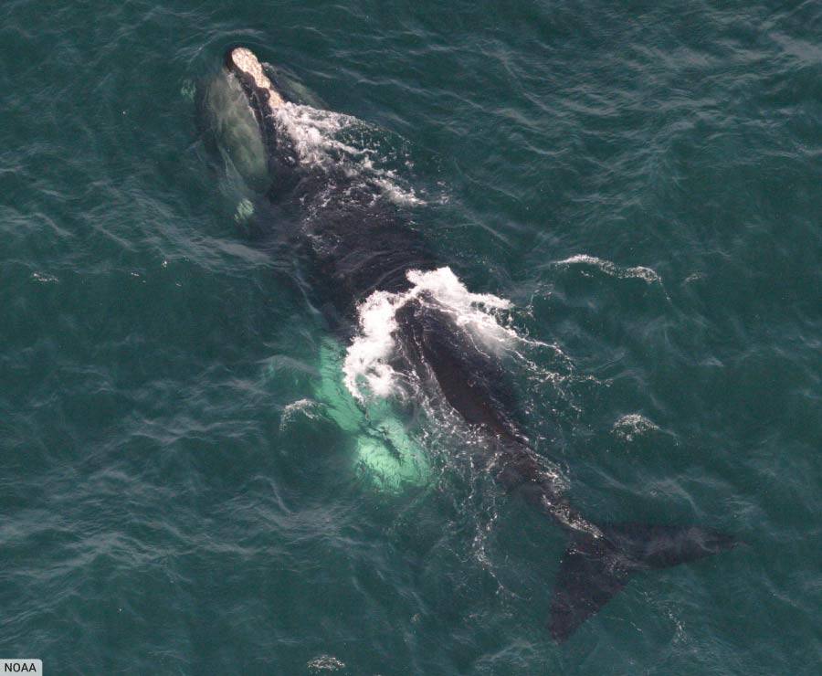 North Atlantic Right Whale At Surface