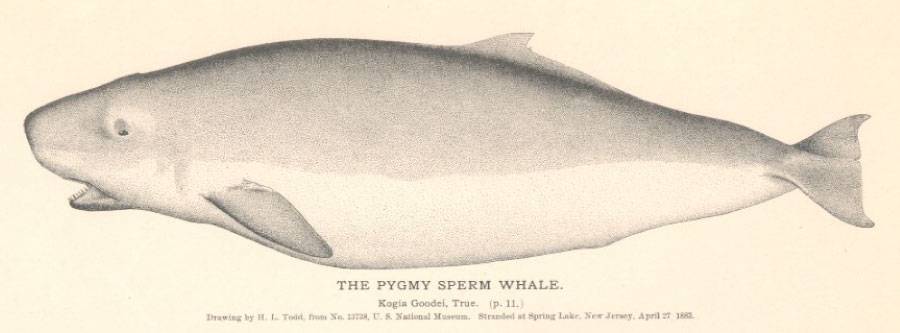 Pygmy Sperm Whale Illustration