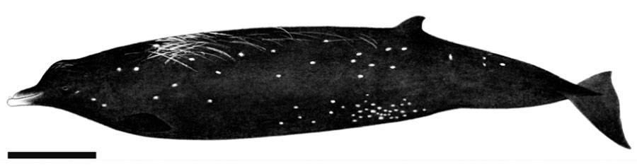 Sato's Beaked Whale