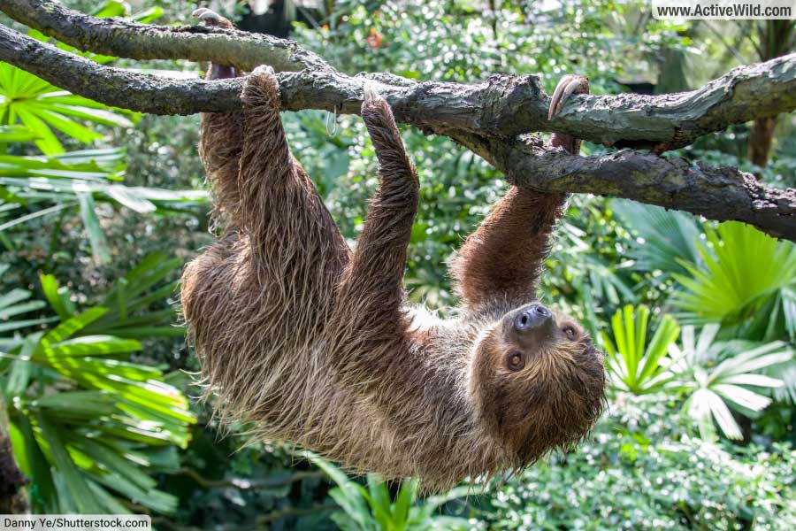 Linnaeus's Two-Toed Sloth