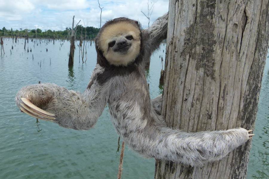 Pale-Throated Sloth
