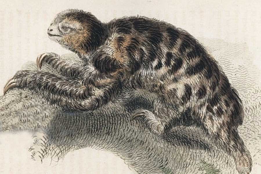 Pygmy Three-Toed Sloth Illustration