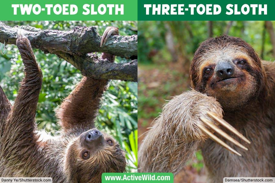 Two Toed Sloth Vs Three Toed Sloth