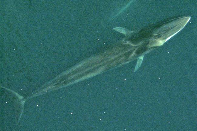 Fin whale from air showing asymmetrical coloration