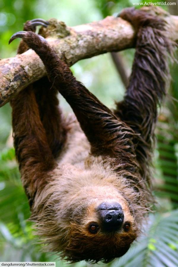 two toed sloth