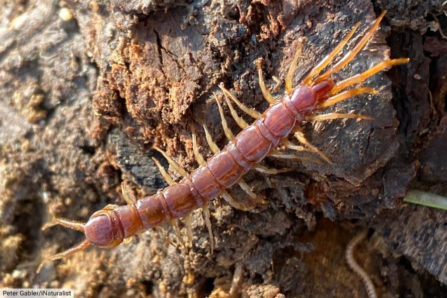 Brown Centipede Lithobius forficatus