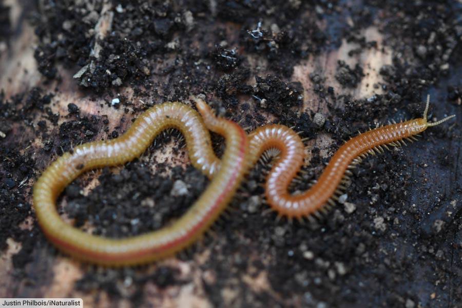 Centipede with most legs Himantarium gabrielis