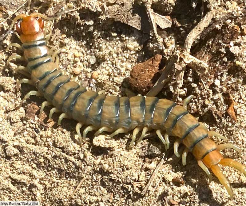 Common Desert Centipede Scolopendra polymorpha