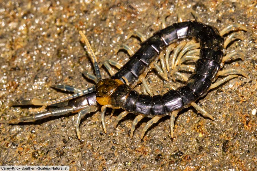 New Zealand Giant Centipede