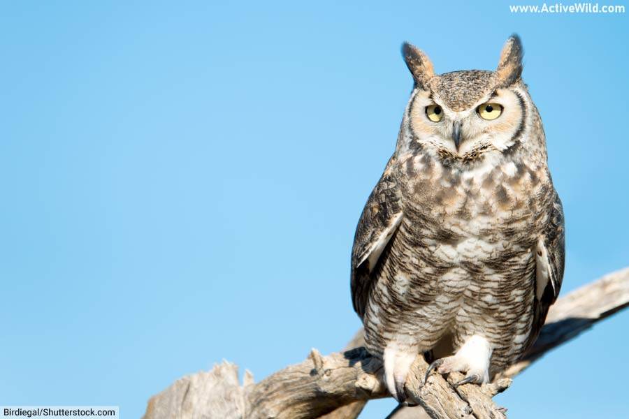 Great-Horned-Owl-In-Daylight