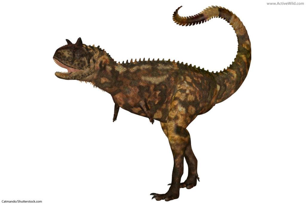 Carnotaurus Abelisaurid