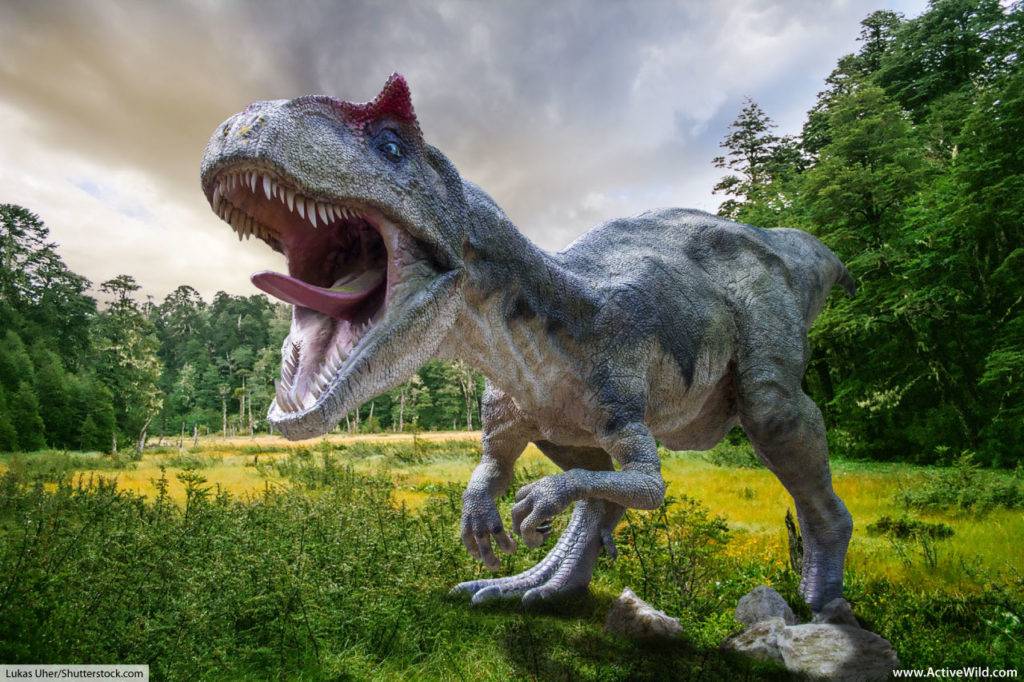 Albertosaurus Tyrannosaurid