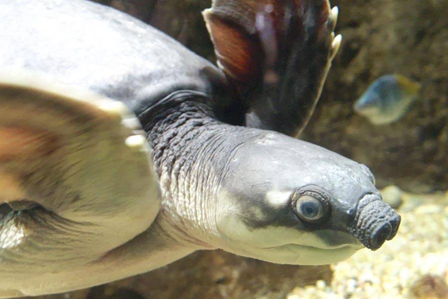 Pig Nosed Turtle