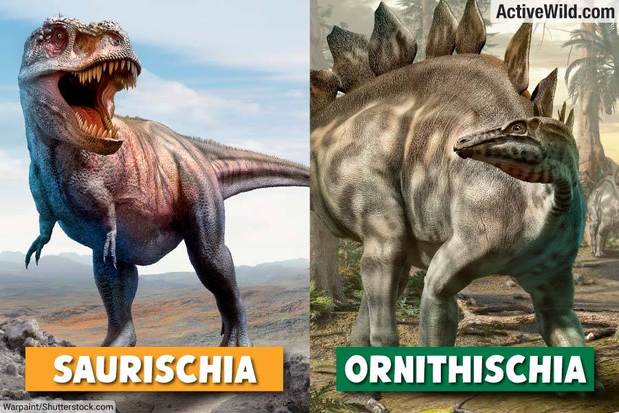 Saurischia Vs Ornithischia