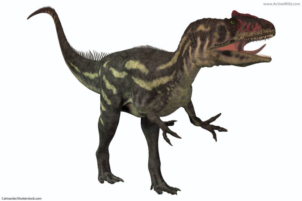Allosaurus Allosaurid
