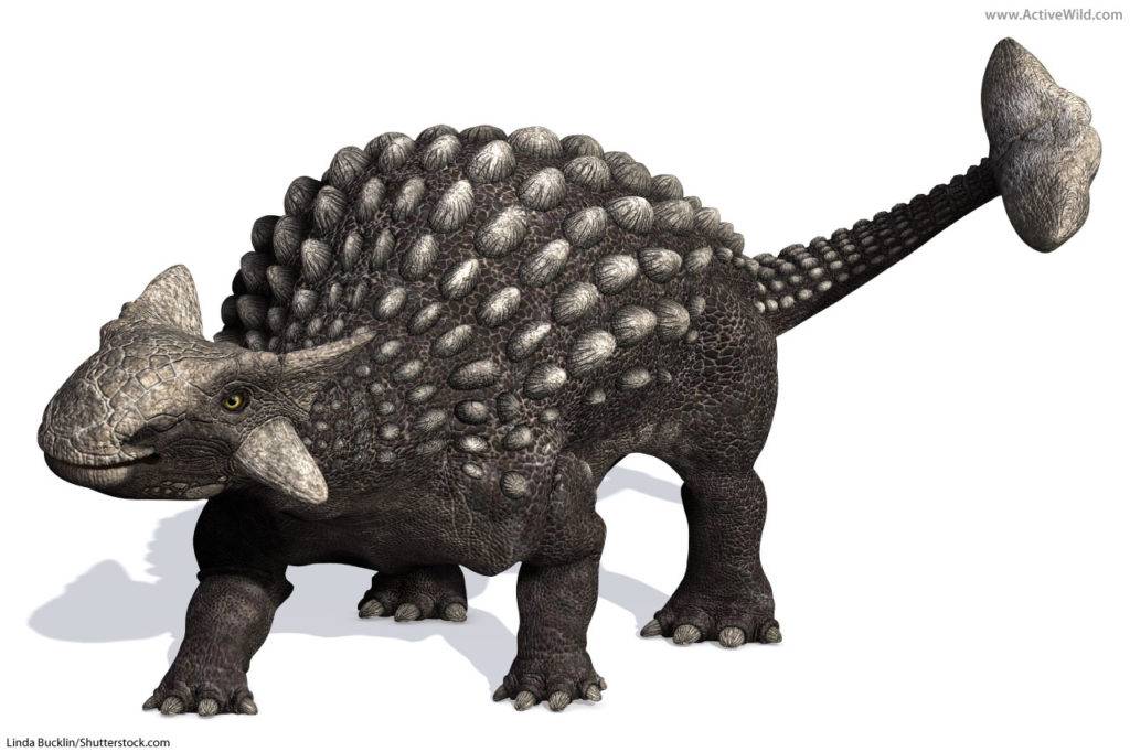 Ankylosaurian types of dinosaur