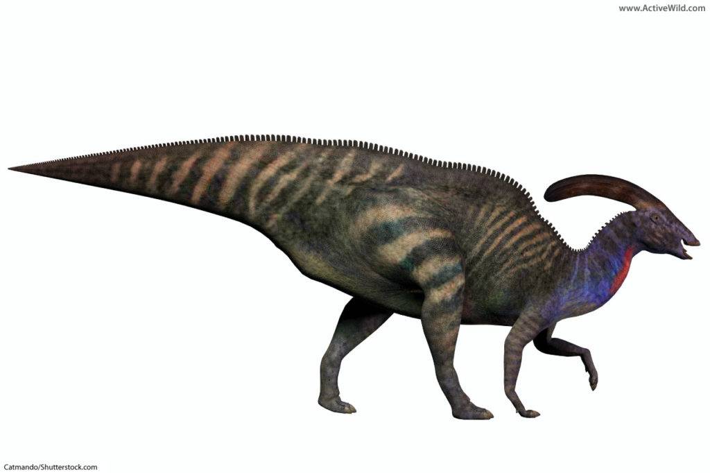 Parasaurolophus Hadrosaurid