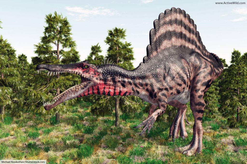 Spinosaurus Spinosaurid