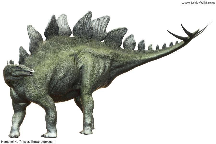 Stegosaurus Stegosaurian