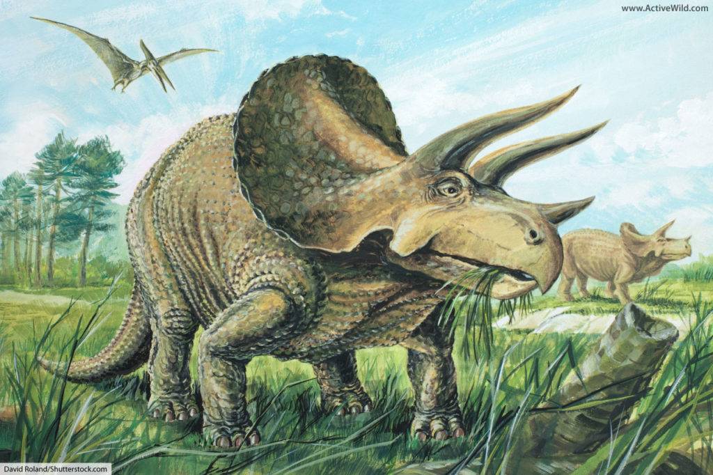 Triceratops Ceratopsid