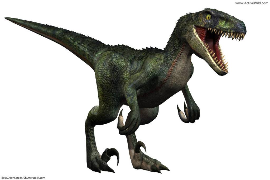 Velociraptor was a dromaeosaurid